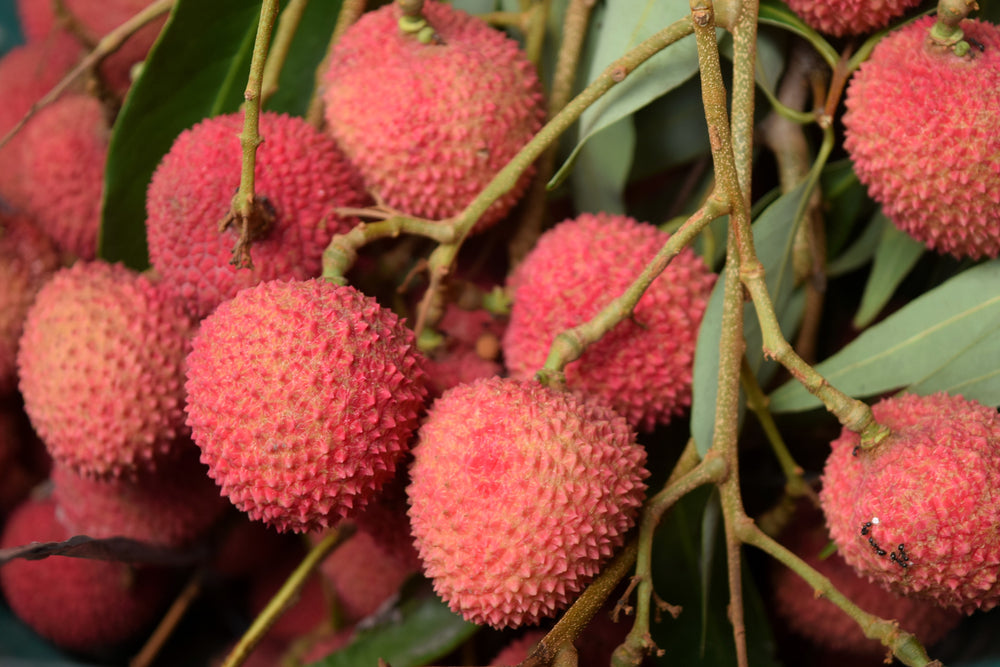 DAMASCO • Fruta de cor amarela ou alaranjada, rica em ferro, magnésio,  potássio, fósforo, vitamina A, C, …